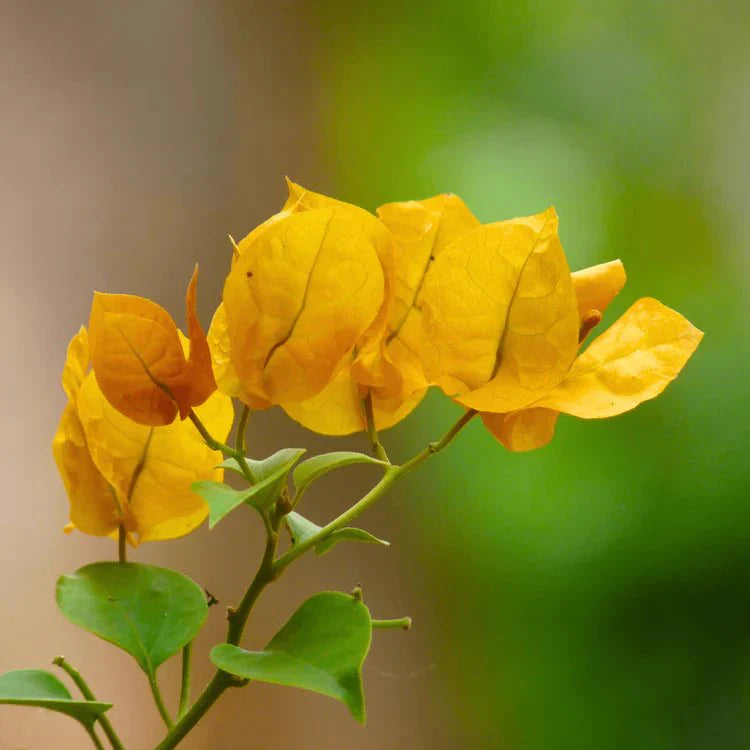 Bougainvillea glabra ‘Pixie Gold’ (Golden Bougainvillea)