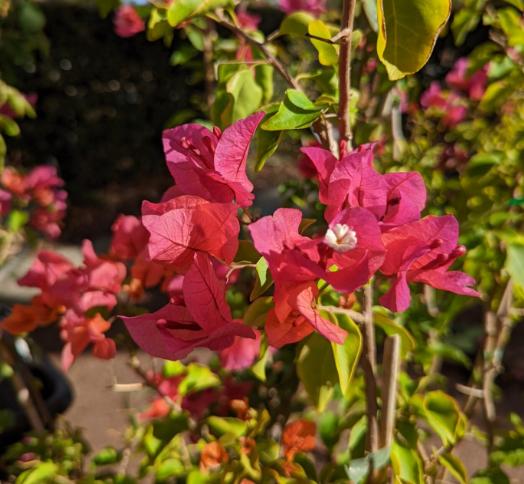 Bougainvillea Glabra ‘Crimson Jewel’ (Crimson Jewel Bougainvillea)