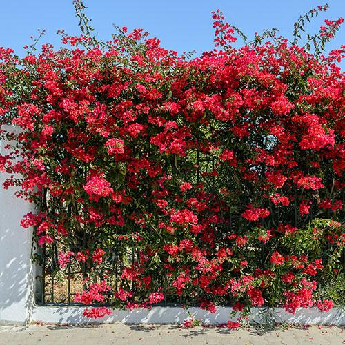 Bougainvillea Glabra ‘Crimson Jewel’ (Crimson Jewel Bougainvillea)