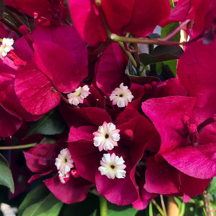 Bougainvillea Glabra ‘Crimson Jewel’ (Crimson Jewel Bougainvillea)