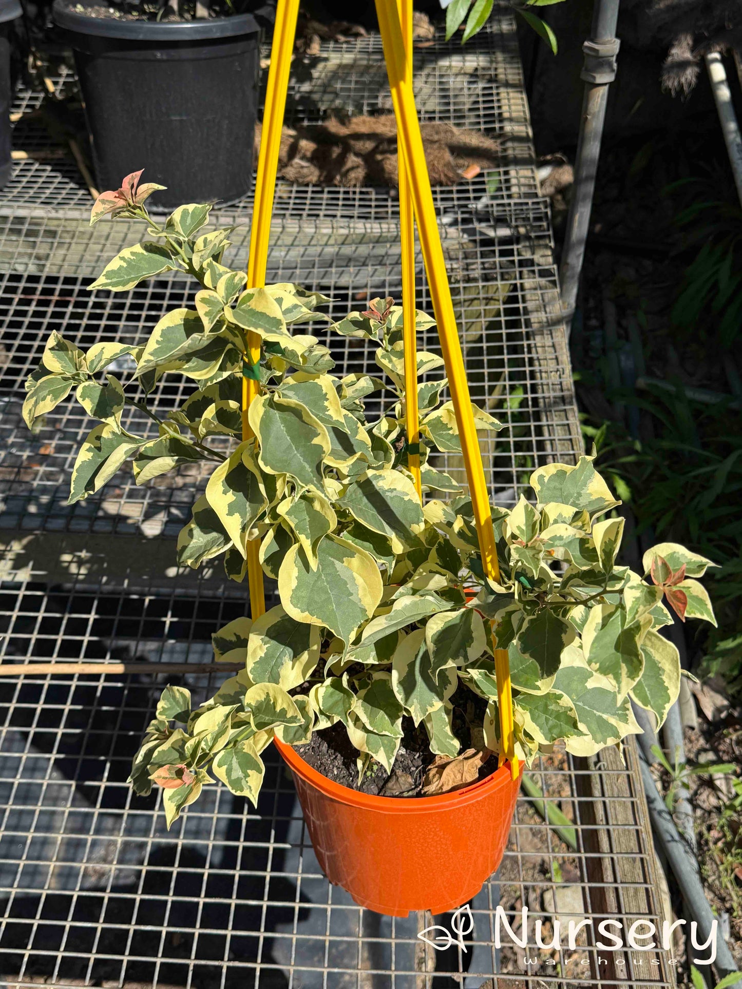 Bougainvillea Glabra 'Golden Ice'