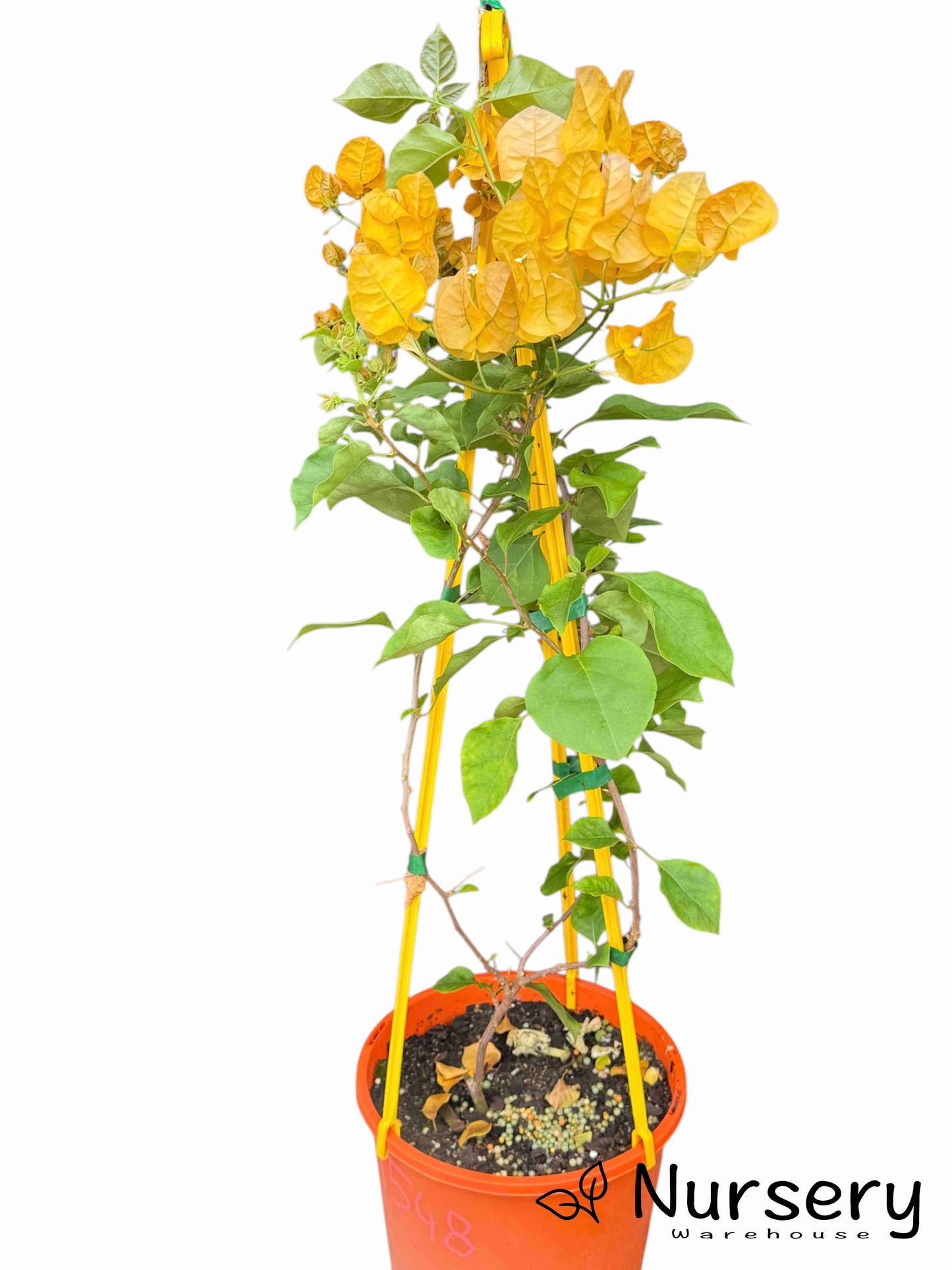 Bougainvillea Glabra (Hawaiian Gold)