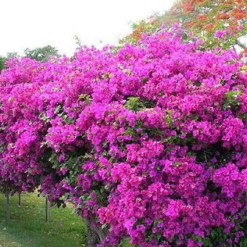 Bougainvillea Glabra ‘Mahatma Gandhi’ (Mahatma Gandhi Bougainvillea)
