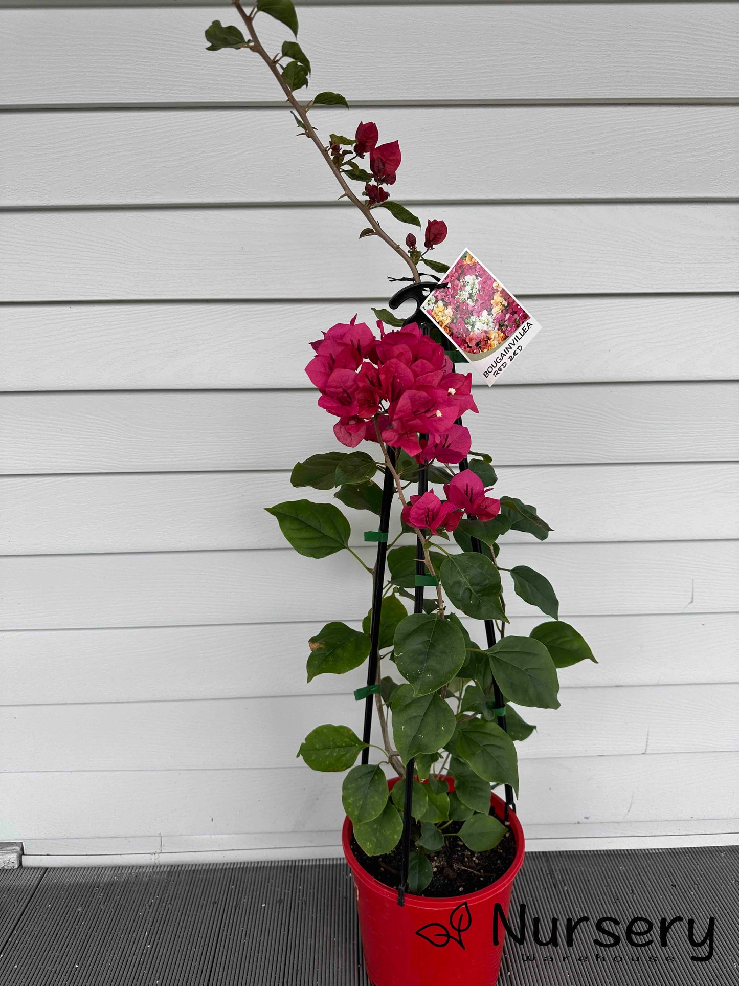 Bougainvillea Glabra "Red Dragon™ Red Zed"