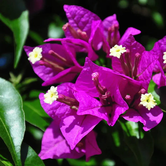 Bougainvillea Glabra ‘Royal Purple’ (Purple Bougainvillea)