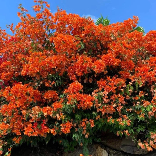 Bougainvillea Glabra ‘Orange Glory’ (Orange Glory Bougainvillea)
