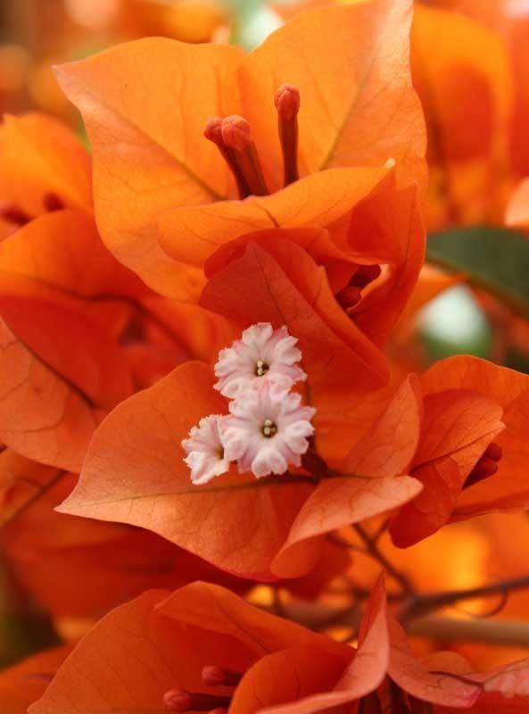 Bougainvillea Glabra ‘Orange Glory’ (Orange Glory Bougainvillea)