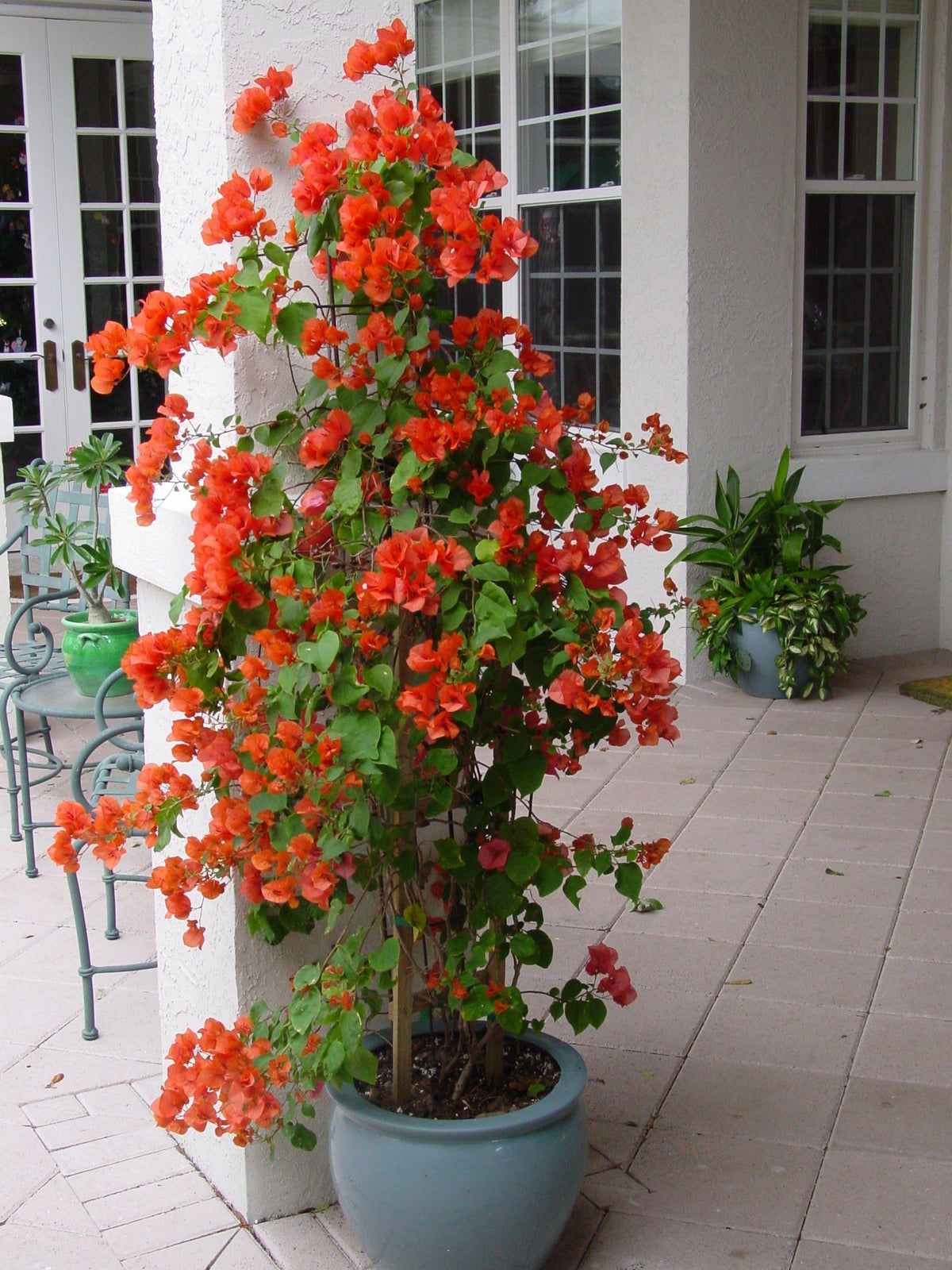 Bougainvillea Glabra ‘Orange Glory’ (Orange Glory Bougainvillea)