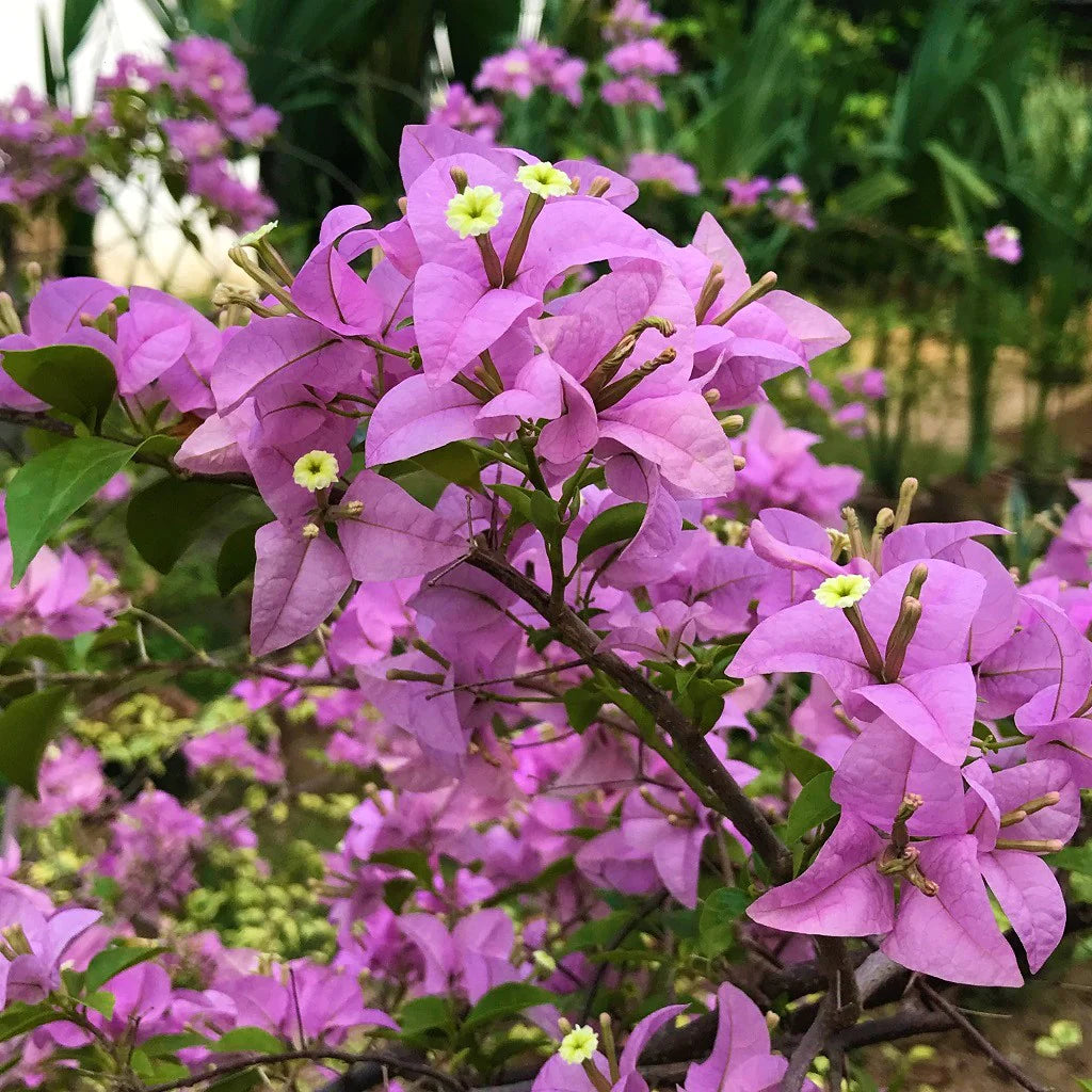 Bougainvillea Glabra ‘Magnifica’ (Magnifica Bougainvillea)