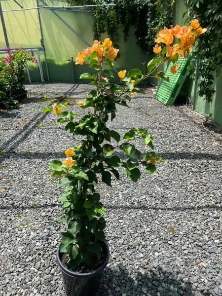 Bougainvillea Glabra 'Hawaiian Gold' (Hawaiian Gold Bougainvillea)