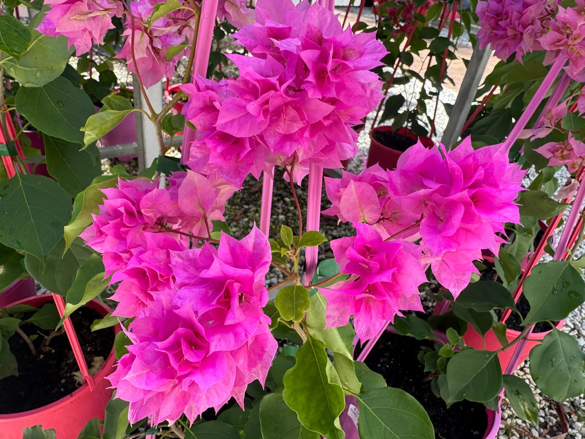 Bougainvillea Glabra 'Pagoda Pink' (Pagoda Pink Bougainvillea)