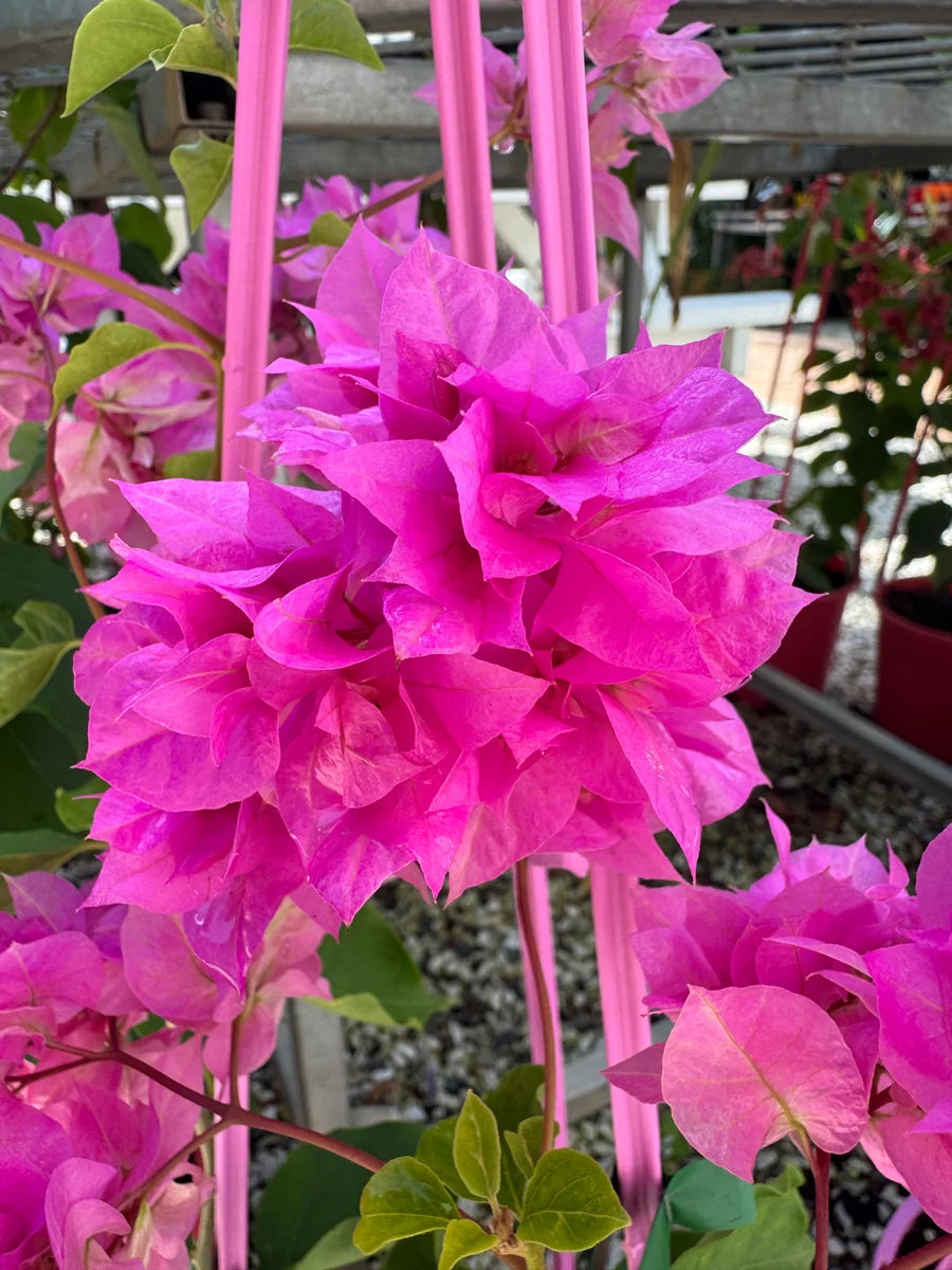 Bougainvillea Glabra 'Pagoda Pink' (Pagoda Pink Bougainvillea)