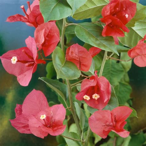 Bougainvillea Glabra 'Scarlet O'Hara' (Scarlet O'Hara Bougainvillea)