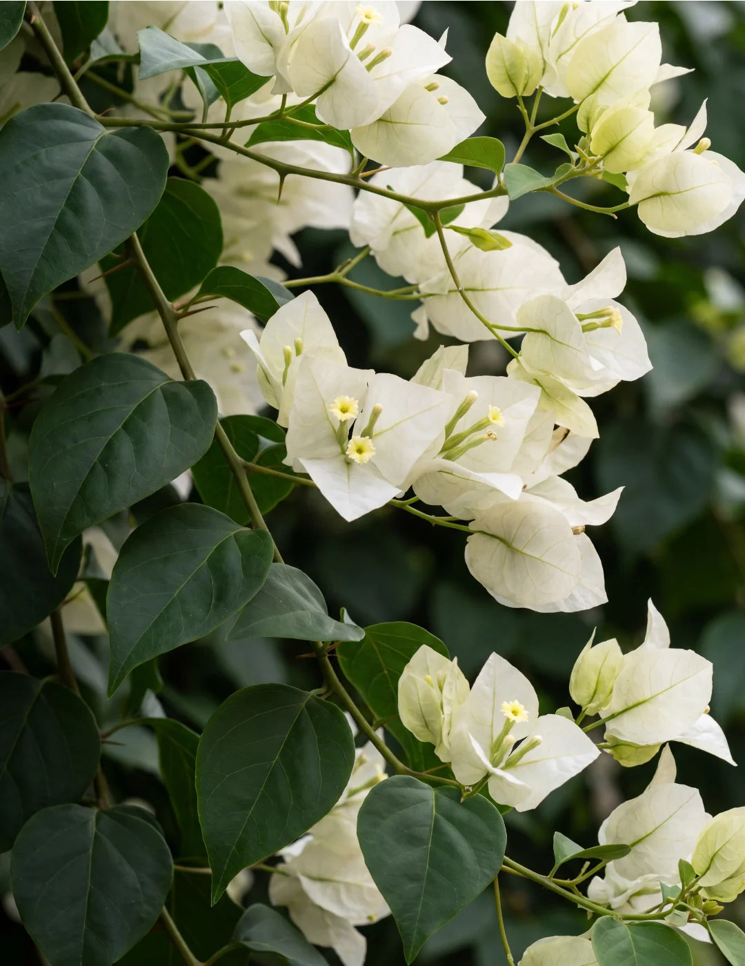 Bougainvillea Glabra (White Cascade)