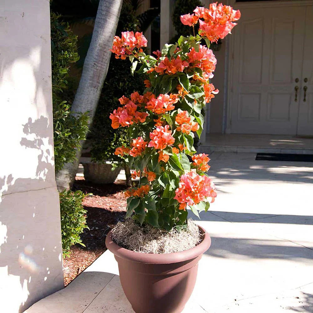 Bougainvillea glabra Orange Glory (Bougainvillea Orange Glory)