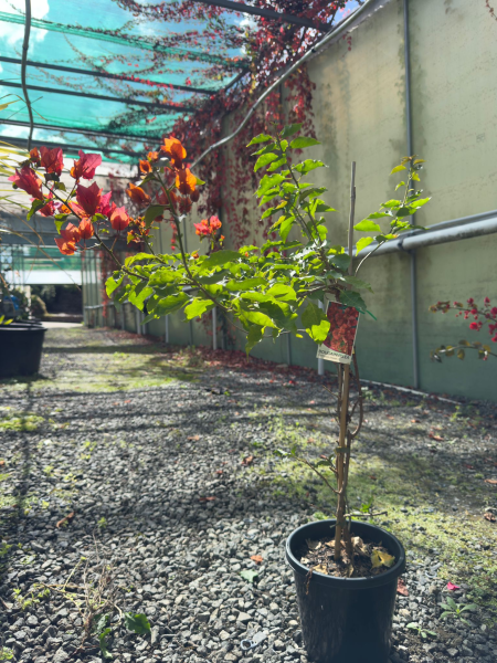 Bougainvillea Glabra ‘Crimson Jewel’ (Crimson Jewel Bougainvillea)