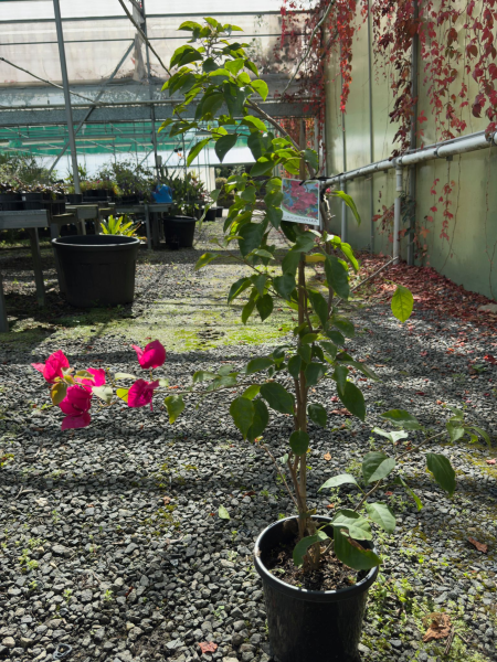 Bougainvillea Glabra ‘Mahatma Gandhi’ (Mahatma Gandhi Bougainvillea)