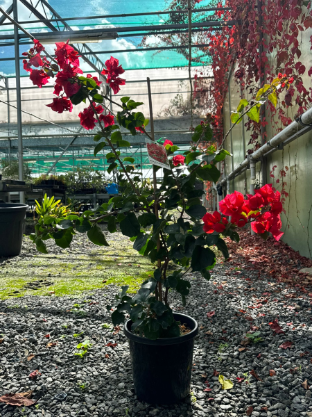 Bougainvillea × Buttiana ‘Mrs Butt’ (Mrs Butt Bougainvillea)