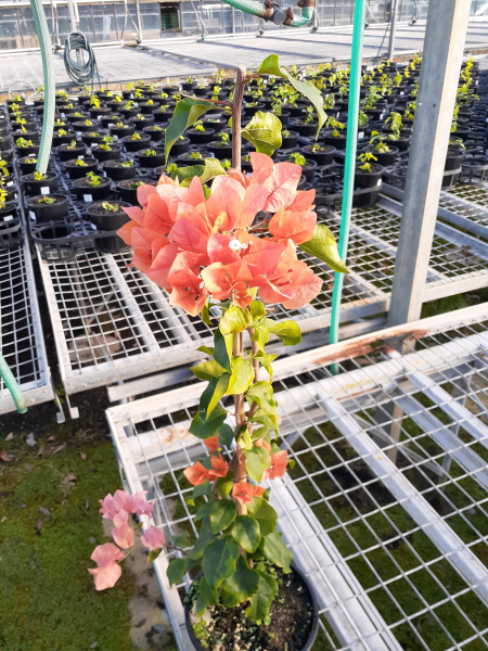 Bougainvillea Glabra Orange Glory (Bougainvillea Orange Glory)