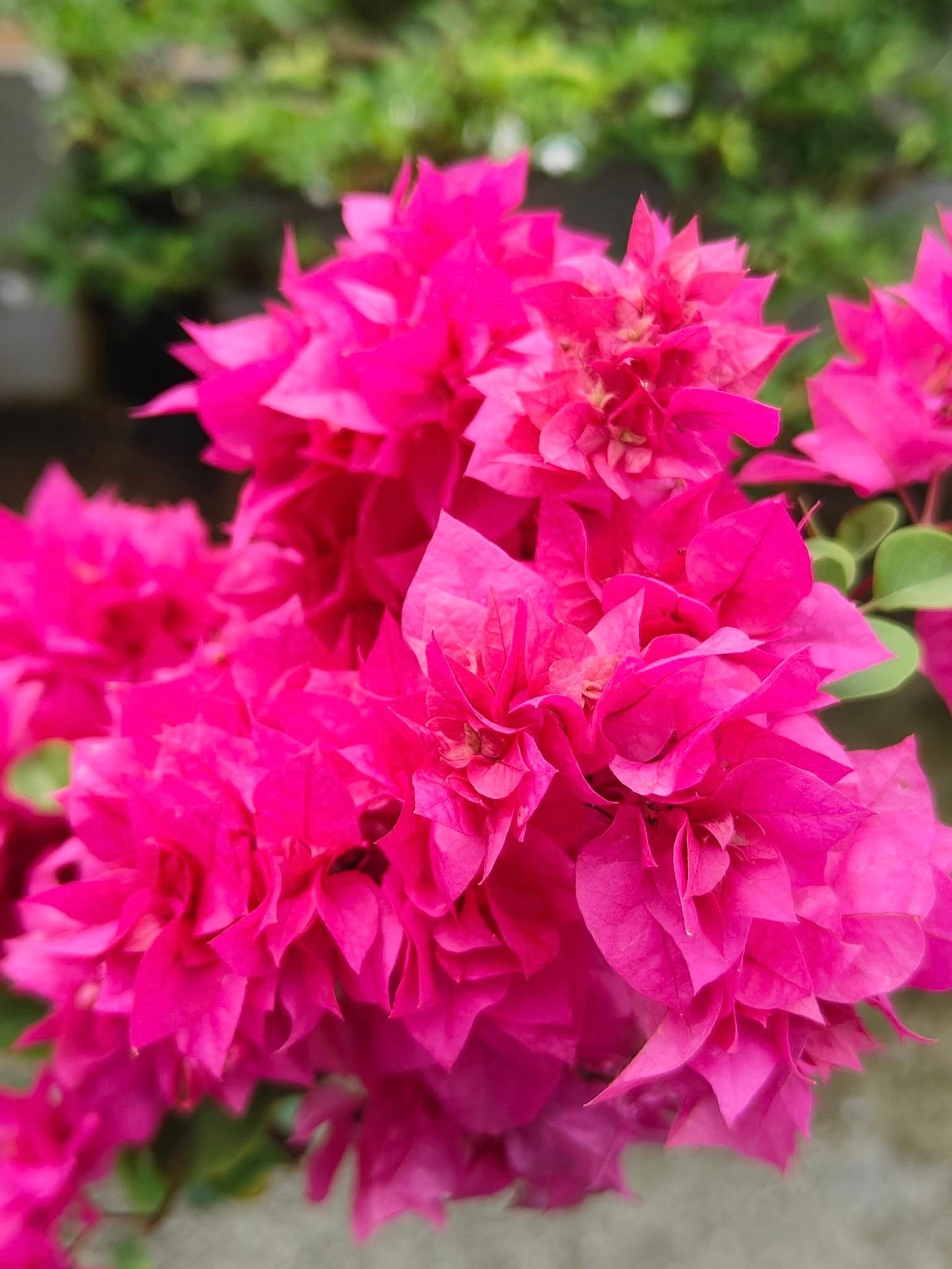 Bougainvillea Glabra 'Klong Fire' (Klong Fire Bougainvillea)