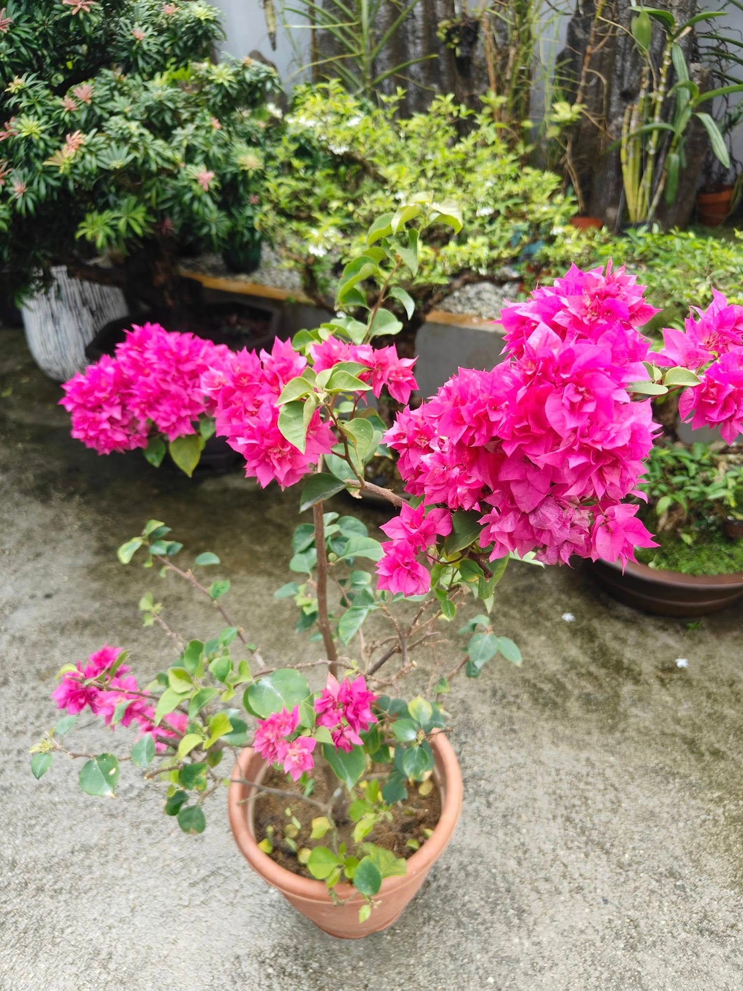 Bougainvillea Glabra 'Klong Fire' (Klong Fire Bougainvillea)