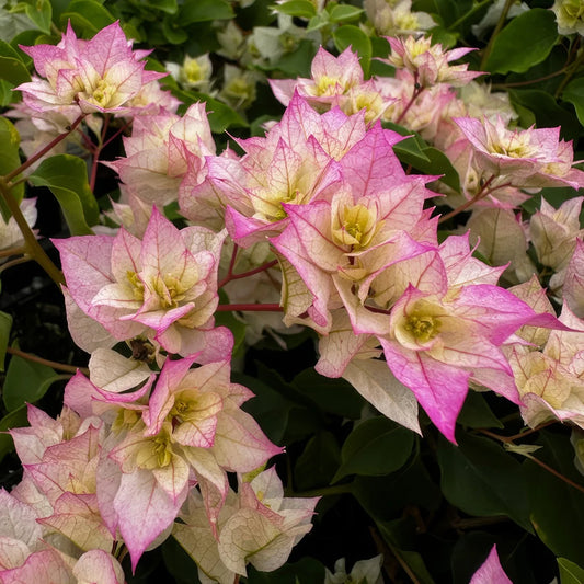 Bougainvillea Glabra 'Limberlost Beauty' (Limberlost Beauty Bougainvillea)