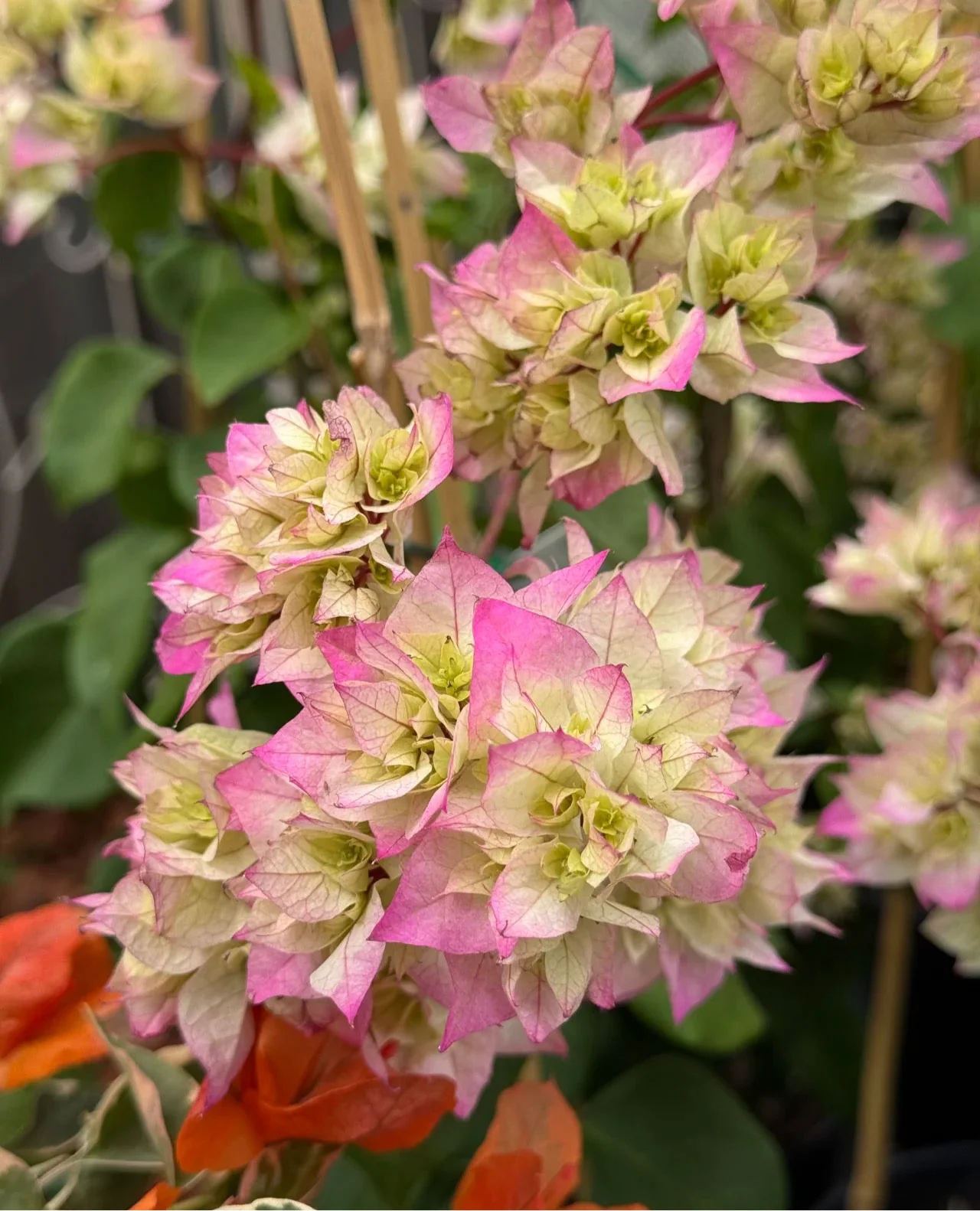 Bougainvillea Glabra 'Limberlost Beauty' (Limberlost Beauty Bougainvillea)
