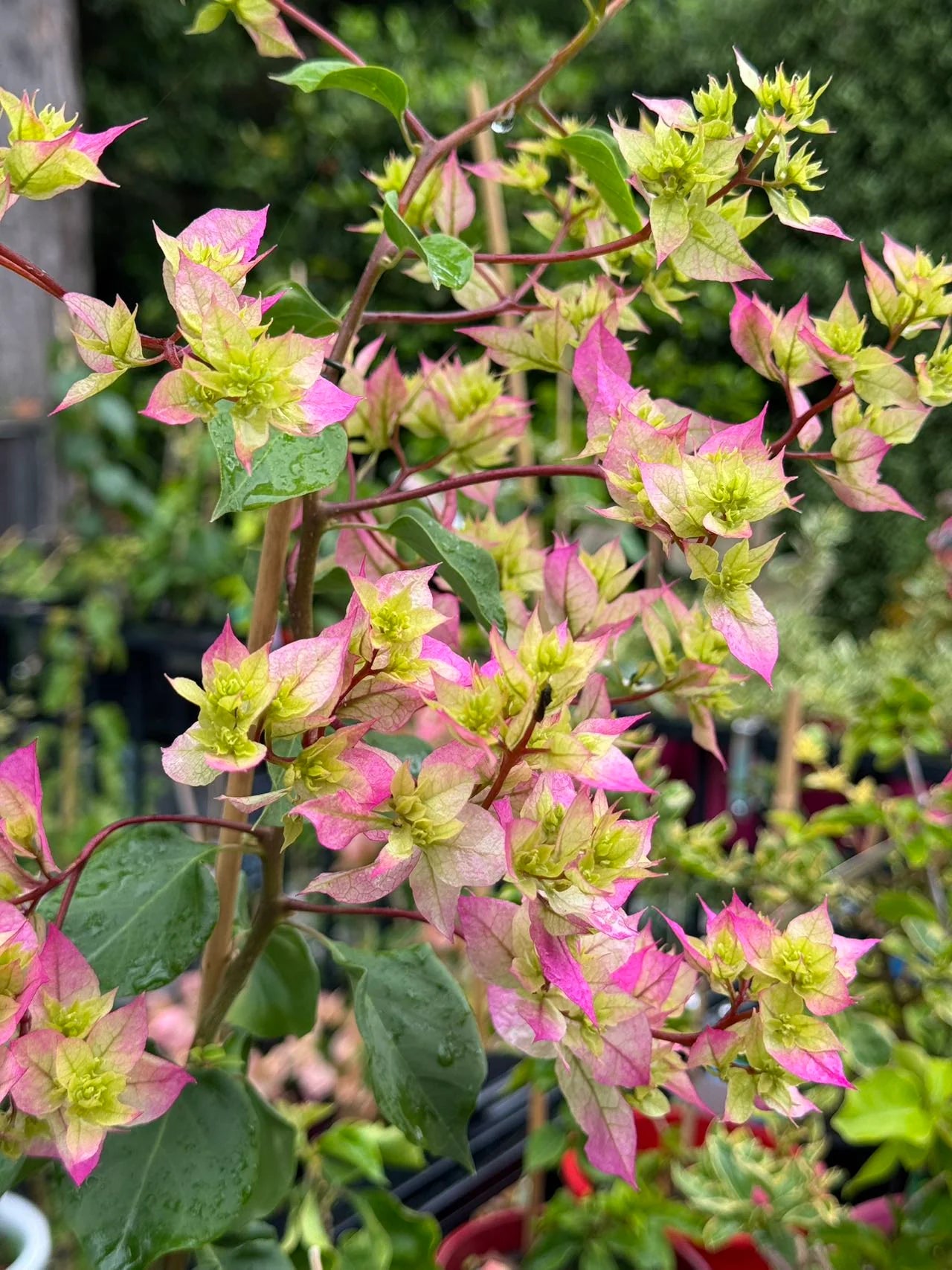 Bougainvillea Glabra 'Limberlost Beauty' (Limberlost Beauty Bougainvillea)
