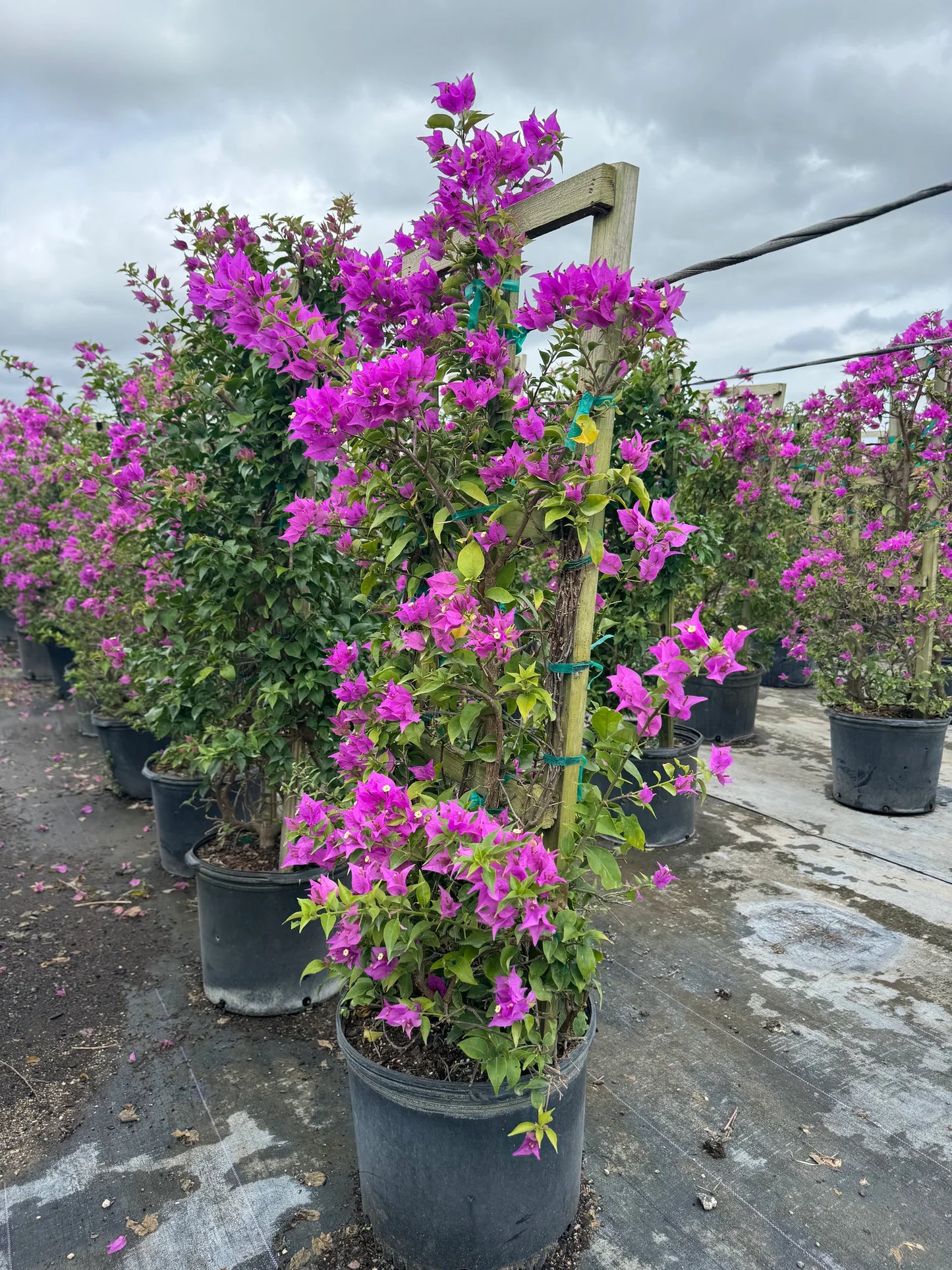 Bougainvillea Glabra (Purple Cascade)