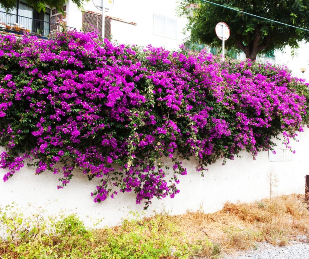 Bougainvillea Glabra (Purple Cascade)