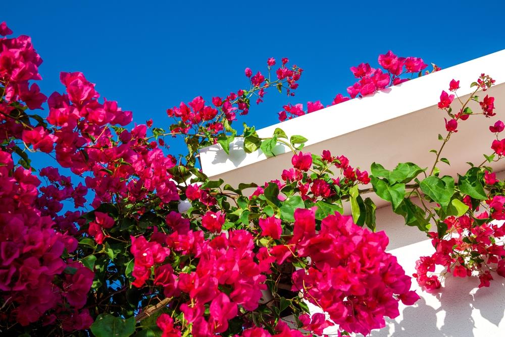 Bougainvillea Glabra 'Scarlet Glory' (Scarlet Glory Bougainvillea)