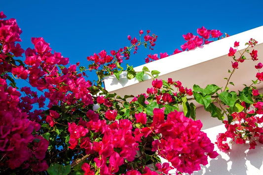 Bougainvillea Glabra 'Scarlet Glory' (Scarlet Glory Bougainvillea)
