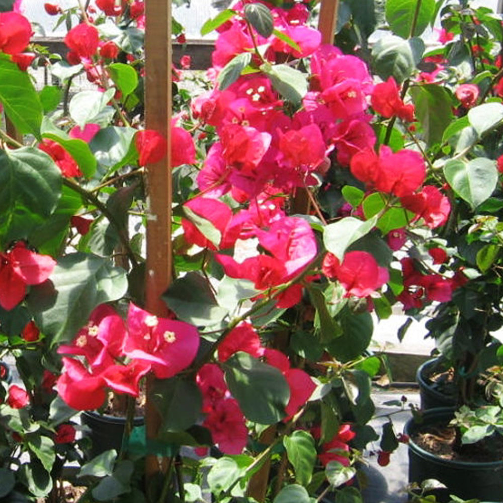 Bougainvillea Glabra 'Scarlet Glory' (Scarlet Glory Bougainvillea)