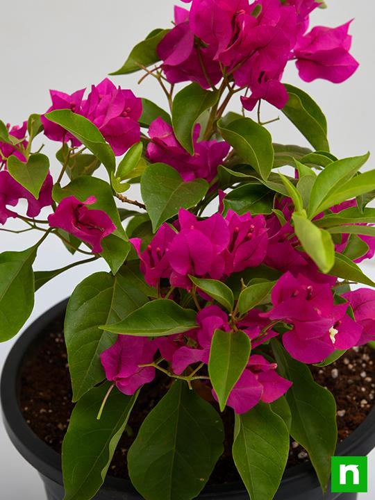 Bougainvillea × Buttiana ‘Mrs Butt’ (Mrs Butt Bougainvillea)