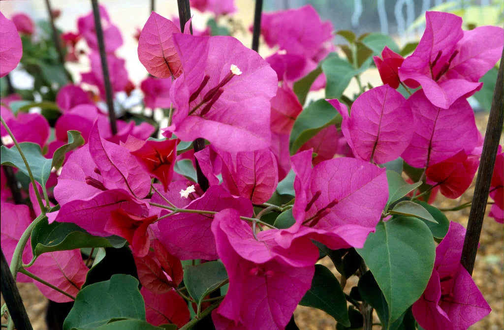 Bougainvillea × Buttiana ‘Mrs Butt’ (Mrs Butt Bougainvillea)