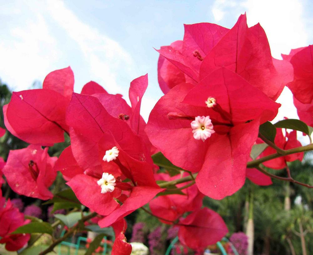 Bougainvillea × Buttiana ‘Mrs Butt’ (Mrs Butt Bougainvillea)