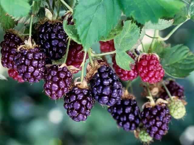 Detailed view of ripe, juicy Boysenberry fruit on the vine, showcasing its deep maroon colour and plump texture.