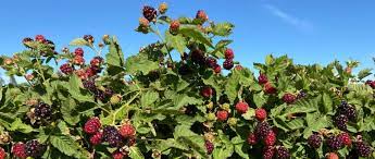 Mature Boysenberry plants full of ripe fruit, showing their spreading growth habit and abundant berry clusters.