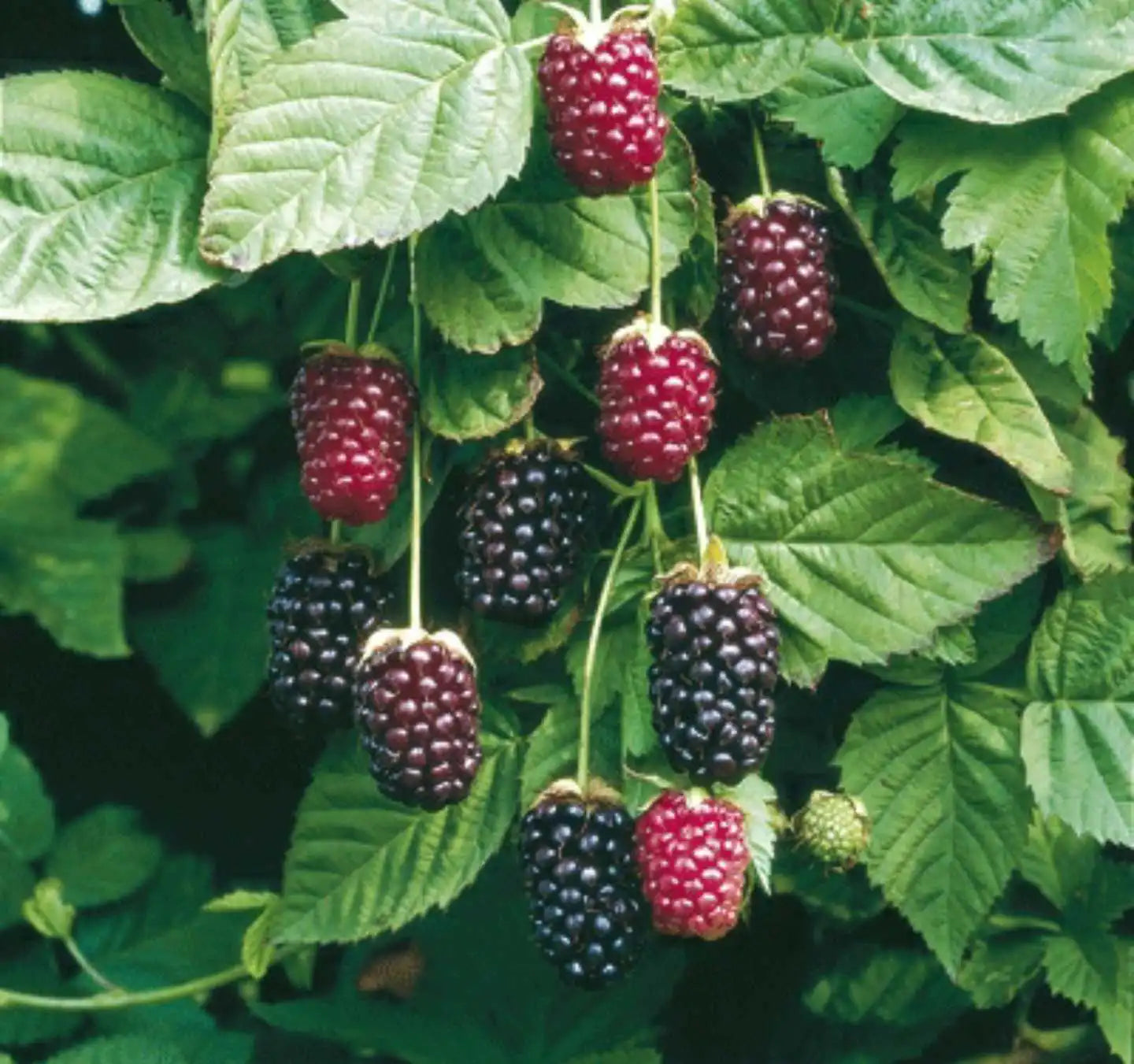 Close-up of Boysenberries on the vine, displaying their deep maroon hue and firm, juicy texture ready for harvest.