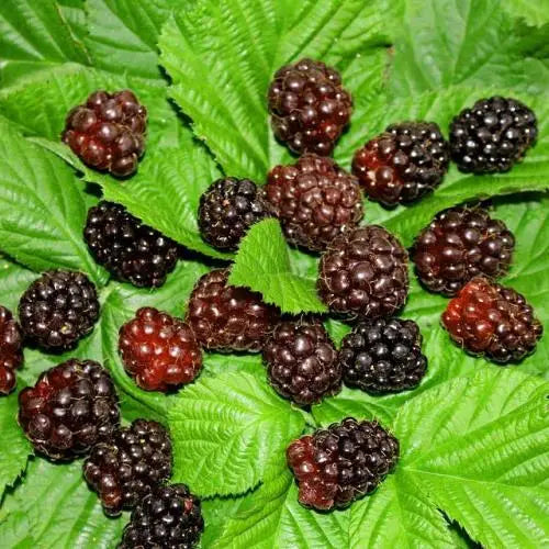 Freshly picked Boysenberries displayed on a green leaf plate, highlighting their rich colour and glossy appearance.
