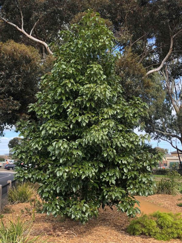 Brachychiton (DB01) ‘Magenta Bells’ Grafted
