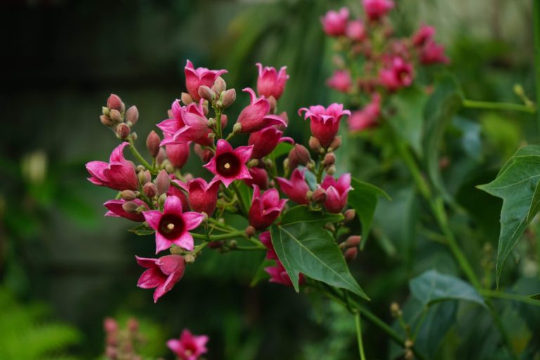Brachychiton (DB01) ‘Magenta Bells’ Grafted