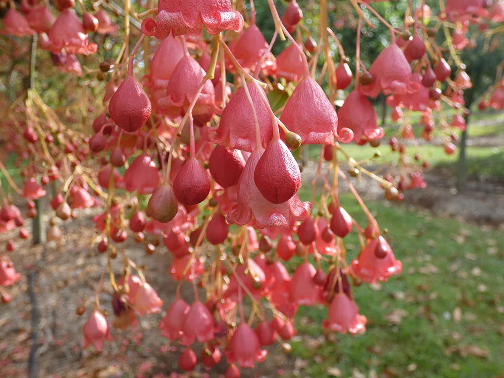 Brachychiton ‘Bella Pink’ Grafted (Bella Pink Kurrajong)