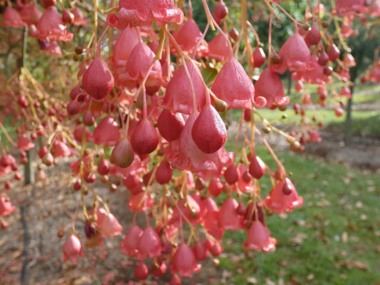 Brachychiton ‘Bella Pink’ Grafted (Bella Pink Kurrajong)