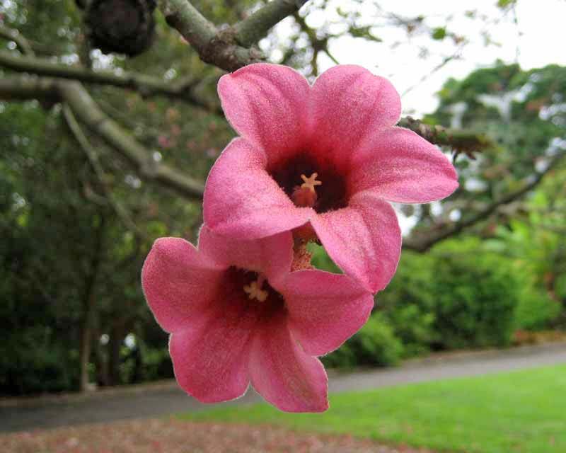 Brachychiton Discolor (Lacebark Tree)