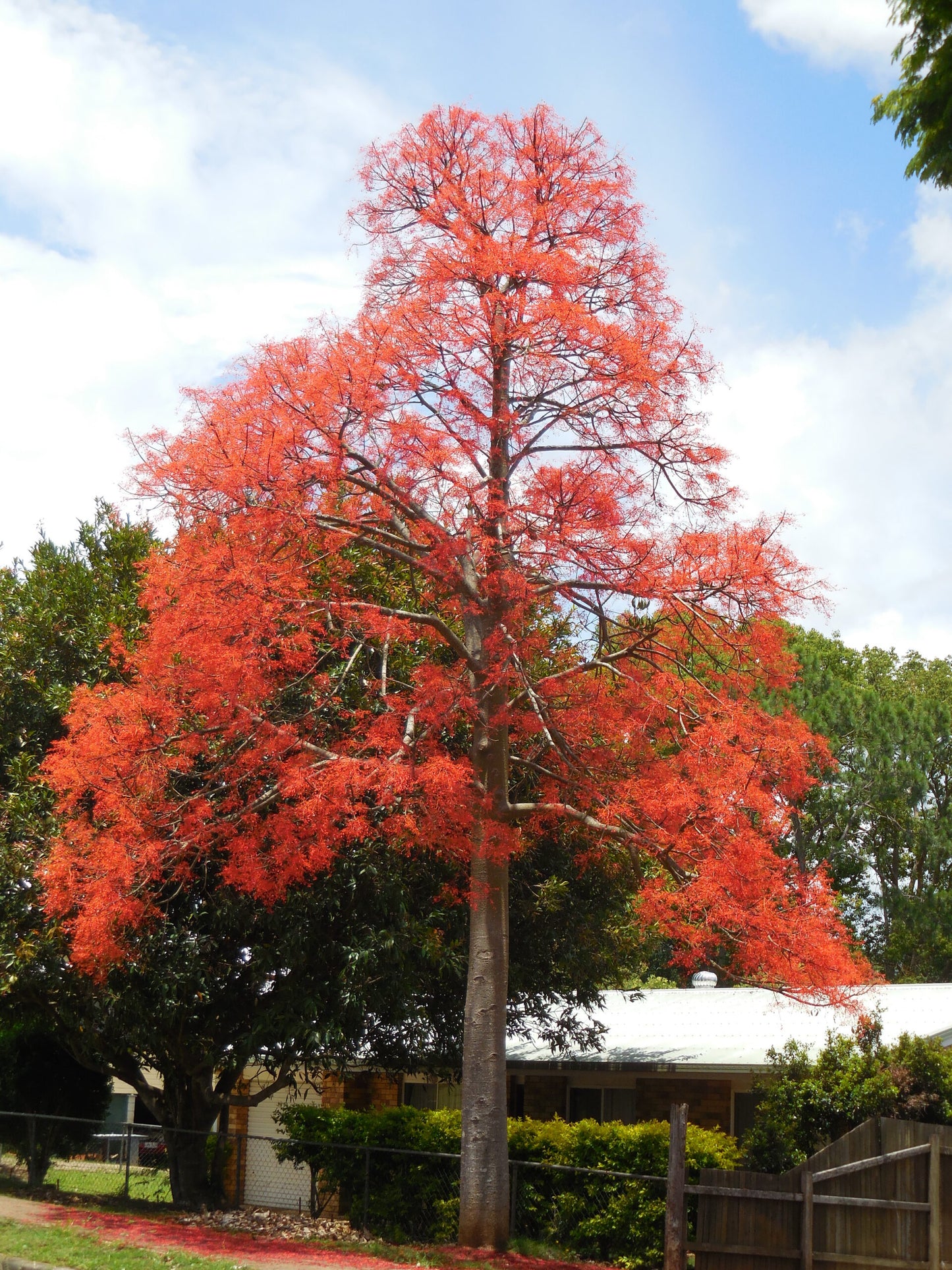 Brachychiton Acerifolius (Illawara Flame Tree)