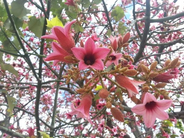 Brachychiton Discolor (Lacebark Tree)