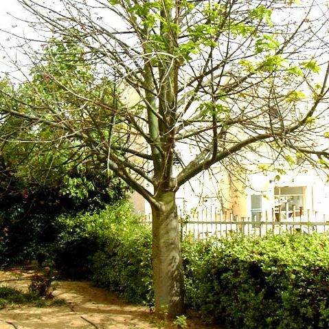 Brachychiton Discolor (Lacebark Tree)