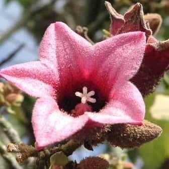 Brachychiton Discolor (Lacebark Tree)