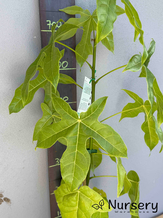 Brachychiton Acerifolius (Illawarra Flame Tree)